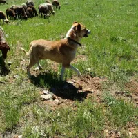 سگ گله ای|سگ|موچش, |دیوار