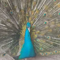 طاووس
