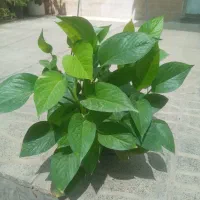گل پتوس