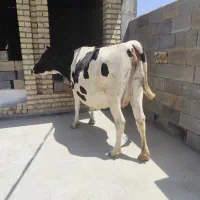 فروش یک راس گاو شکم دوم ده روز مانده ب زایمان