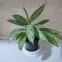 گل های آپارتمانی و شمعدانی