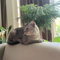 واگذاری گربه نر عقیم