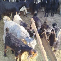 ۹عدد بز کهره دار درشت ویک پازن جوان