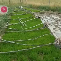 نشا برنج عنبر