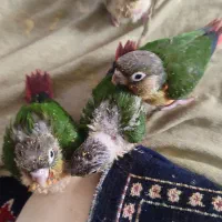جوجه گرینچک