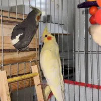 عروس هلندی