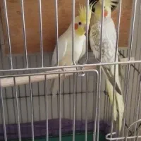 عروس هلندی مولد