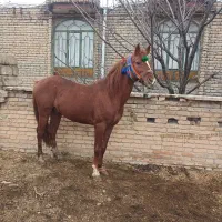 اسب نریان و  ۲  تا یخته   (سیلوانا)