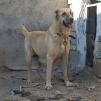 واگذاری ماده جوان گله ای