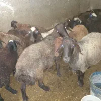 گوسفند