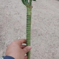 بامبو لوتوس آبی