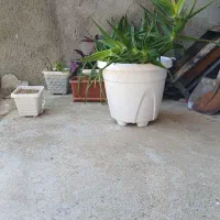 گل زیبا