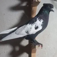 ۸عدد بهبهانی نروماده سربندی