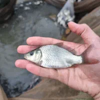 انواع بچه ماهی کپور آمور گرمابی