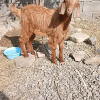 چپش