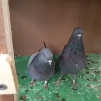کبوتر مفلق و کبوتر