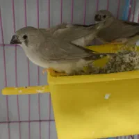 جوجه فنچ کینگ