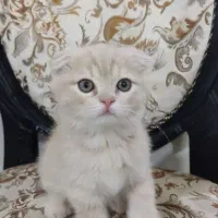 گربه اسکاتیش دبل فولد