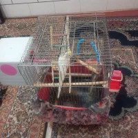 عروس هلندی نرو ماده آواز میخونن تخم گذار