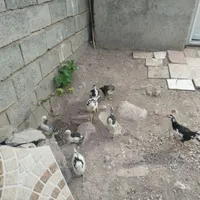 جوجه گلین