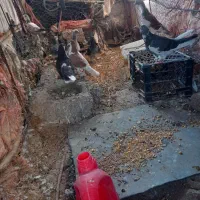 چند عدد کبوتر رنگی