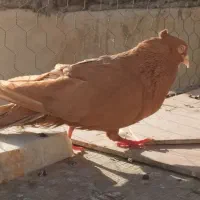 جفت زرد آبادانی درجه یک