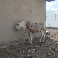 الاغ اخته
