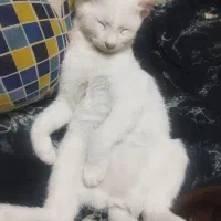 گربه ماده سفید  گربه نر خاکستری
