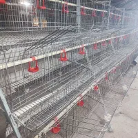 قفس مرغ تخمگذار