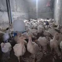 جوجه بوقلمون گوشتی دوماهه