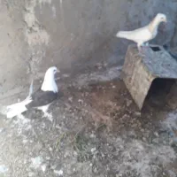 جوجه طوقی وپشتدارسیاه