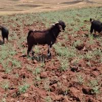 بز نر پاکستانی اصل