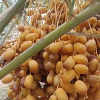 فروش خرما کلگی سردرخت
