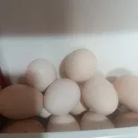 تخم مرغ نطفه دار