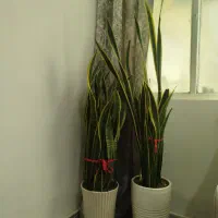گل طبیعی سانسوریا