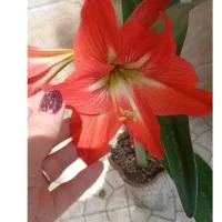 تعدادی گل با قیمت حراج درفرهنگیان رشت