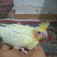 جوجه عروس هلندی