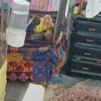 فروش ی جفت کوتوله