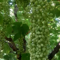 غوره کشمش