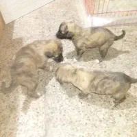 واگذاری سگ