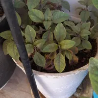 گل وگلدون|گل و گیاه طبیعی|شیروان (خراسان), |دیوار