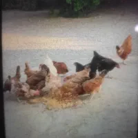 مرغ