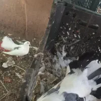 کبوتر دوم چتری