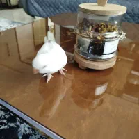 گمشده راهب|حیوانات|اراک, |دیوار