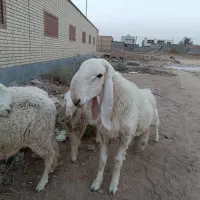 گوسفند جملی اصل