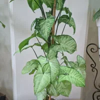گل سینگینیم،قاشقی