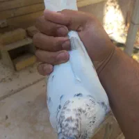 کفتر|پرنده|زارچ, |دیوار