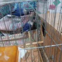 کوتوله|پرنده|حمیدیا, |دیوار