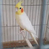 عروس هلندی گم شده