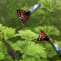 لوازم و گیاه آکواریوم پلنت